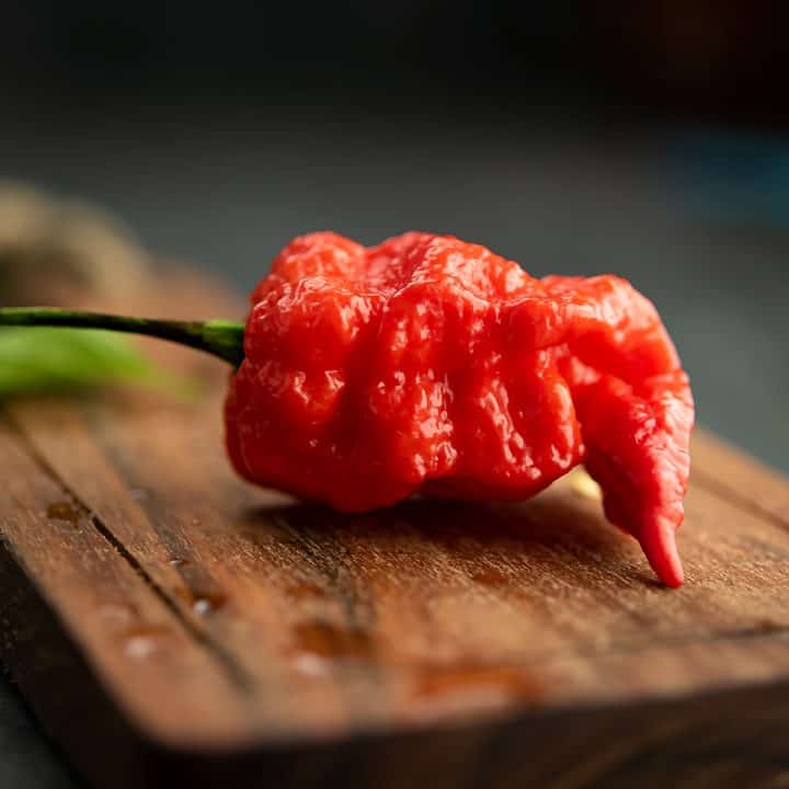 Ghost peppers are one of the top 10 hottest peppers in the world. And certified as the hottest chili pepper in 2007 by Guinness world records.