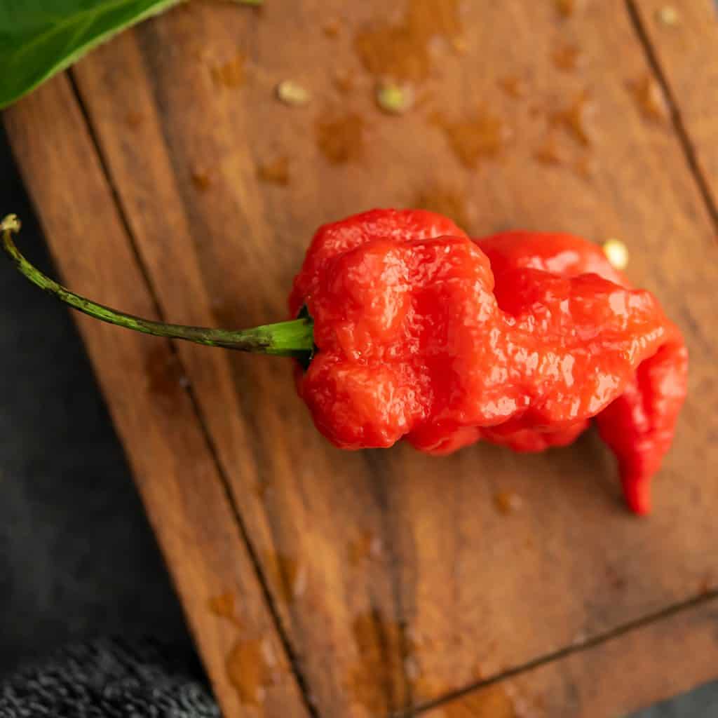 The hottest chili pepper placed over wooden chopping board.