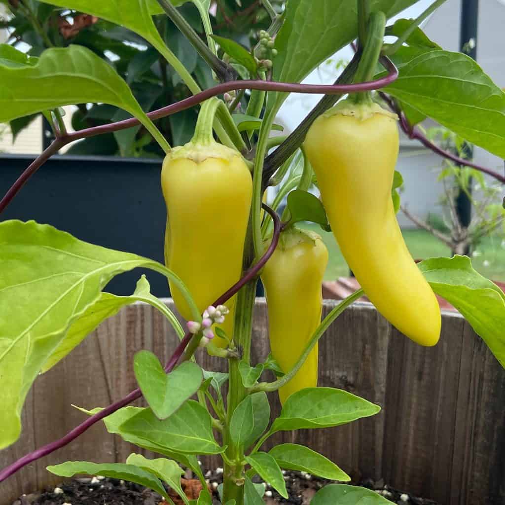 Banana peppers hanging on the plant