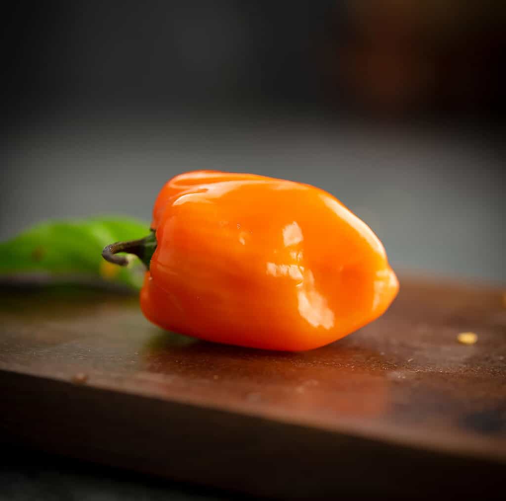 Habanero pepper placed in a plate.