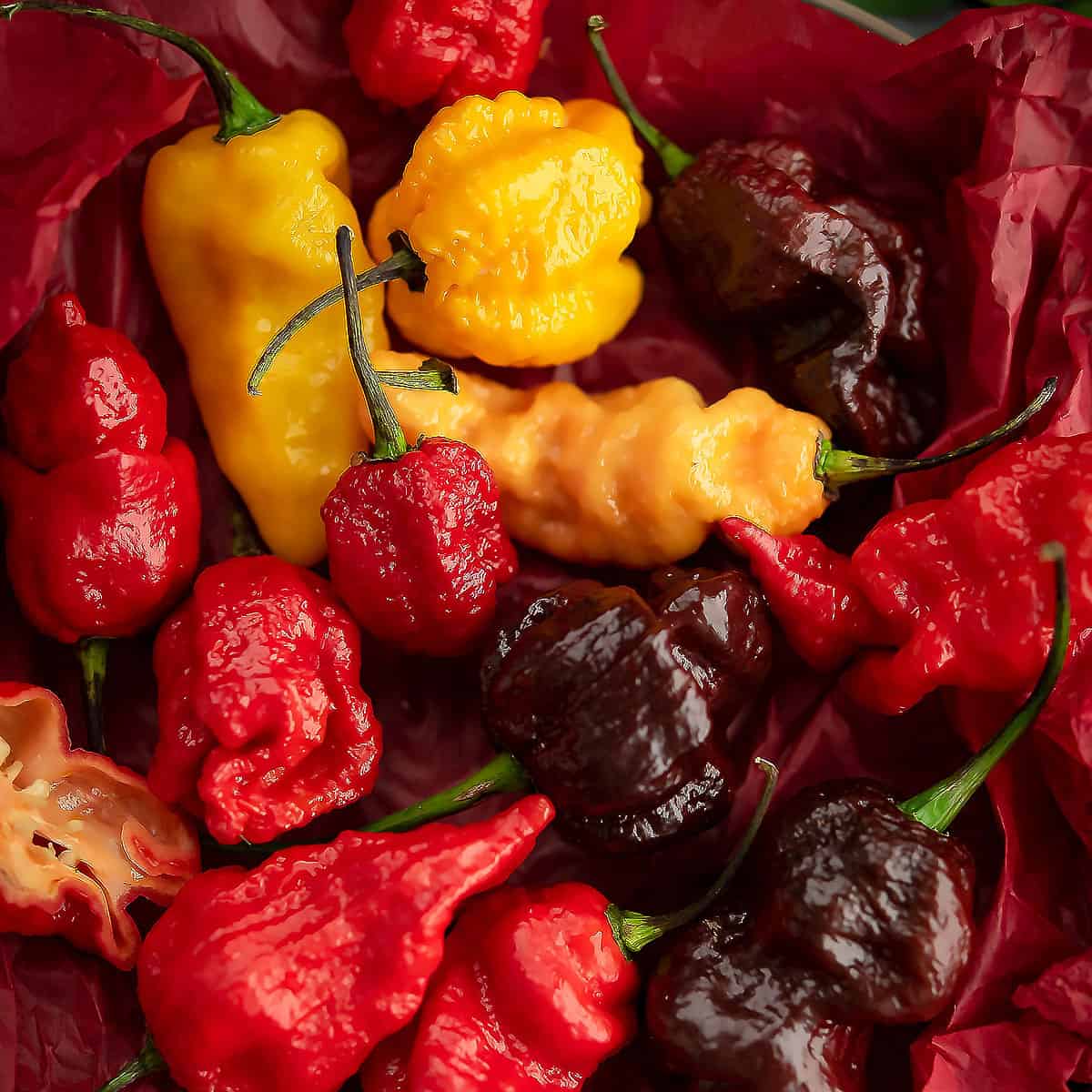 Hottest pepper in the world 2022 Pepper Bowl