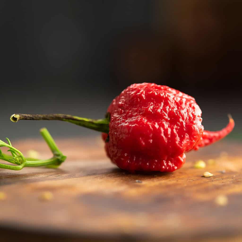 Carolina Reaper A Guide For Home Cooks