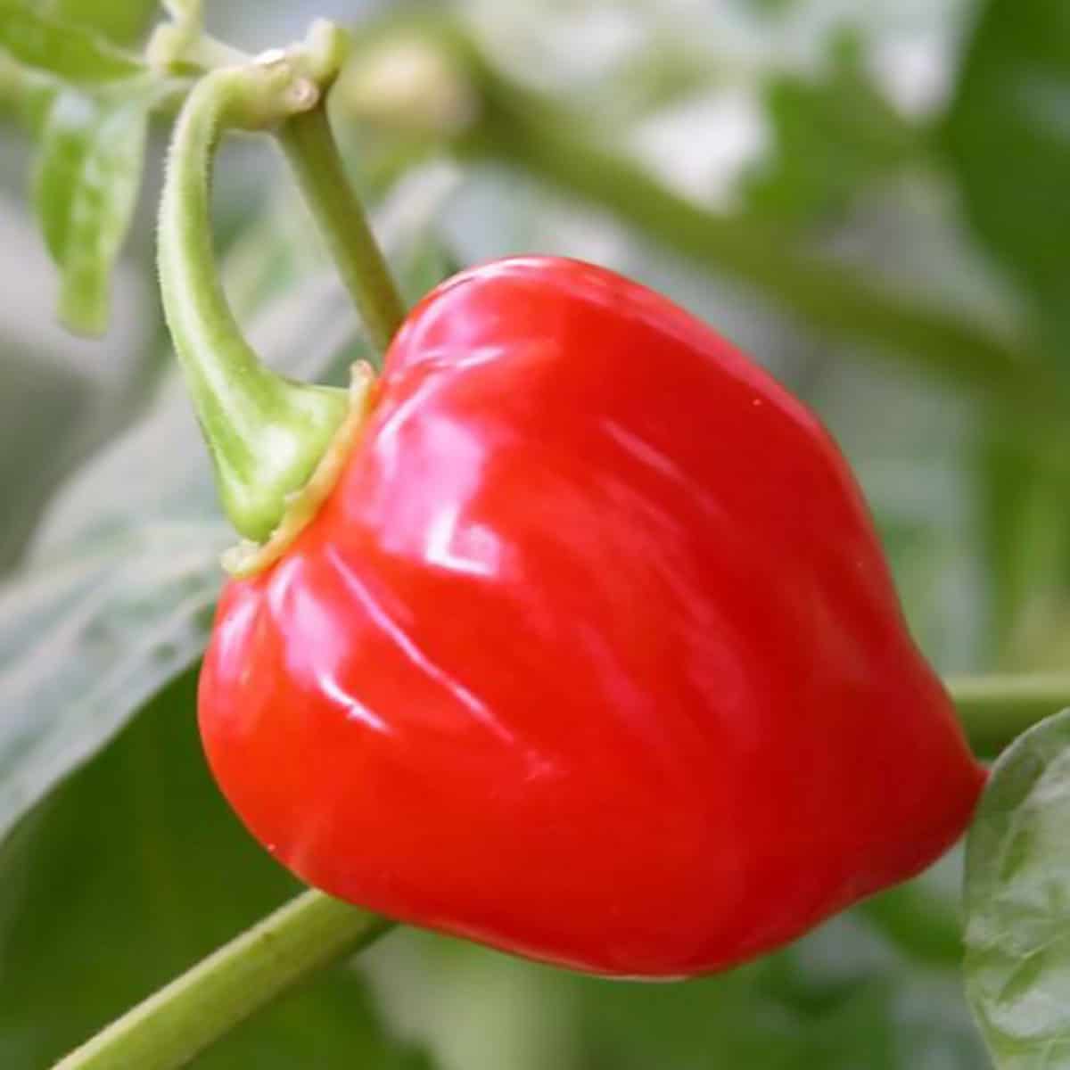 red savina pepper hanging in the plant