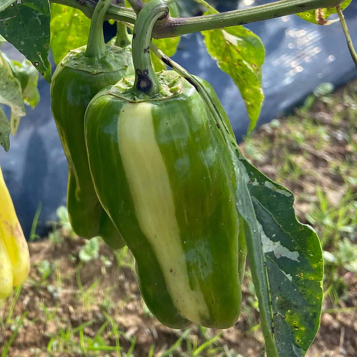 candy cane peppers with strips hanging in the plant