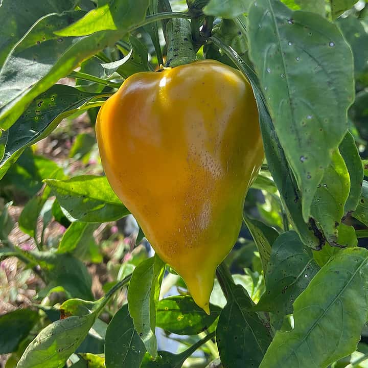 Lesya pepper is a pride of the country of Ukraine and also commonly referred as the world's sweetest pepper. Great for snacking and grilling.